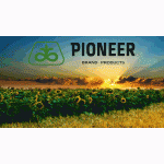 Гибриды семян подсолнечника Pioneer Du Pont