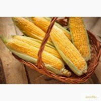 Гибриды семена кукурузы П8400 (Пионер, Pioneer)