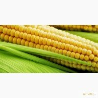 Гибриды семена кукурузы ПР37Н01 (Пионер, Pioneer)