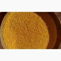 Закупаем продовольственную кукурузу от производителя