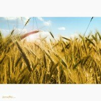 Купим Р о ж ь !!!!!! С хозяйств и элеваторов. Оплата в любой форме