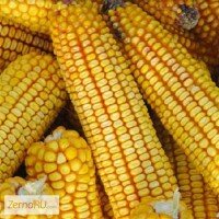 Семена гибридов кукурузы