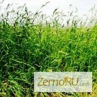 Овсяница луговая семена