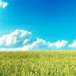 Продаём рожь 3, 4 класса
