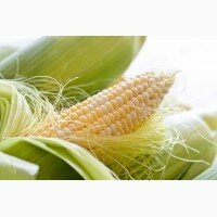 Семена кукурузы РОСС 130 МВ