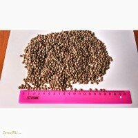 Чечевица Красная