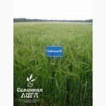 Ячмень яровой сорт «Челябинский 99»