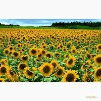 Продажа подсолнечника
