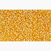 Кормовая желтая кукуруза