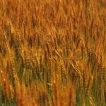 Продаем рожь 1 и 2, 3 и 4 класса