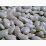 Продам фасоль в большом количестве (сорт лопатка белая, рябая и томатная)