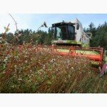 Куплю гречиху от производителей Алтайского края