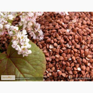 Продам: Семена гречихи Девятка и Дикуль
