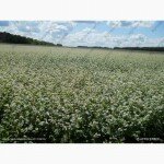 Продам: Семена гречихи Девятка и Дикуль