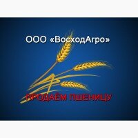 Продаём пшеницу
