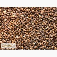 Куплю гречневую крупу (оптом)