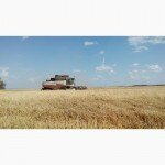 Рожь озимая