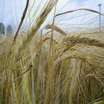 Продаём рожь 1, 2 класса