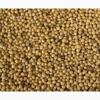 Амурская соя, Крупный опт, от Производителя. Soy. Soya beans. Amur region