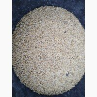 Продам ячмень фуражный и продовольственный