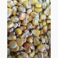 Продам кукурузу фуражную цельнозёрная и дроблёная