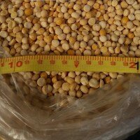 Продам горох оптом 2 класса