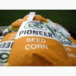 Семена гибридов кукурузы П7709, П8400, ПР37Н01, ПР39Д81, ПР39Ф58 от Pioneer