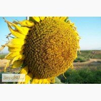 Гибриды семена подсолнечника Тристан (Сингента, Syngenta) (Clearfield)